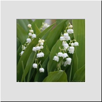 lilyofthevalley